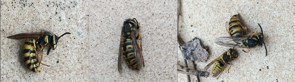 Imatges lateral, dorsal i  en perspectiva de diferents individus de vespa germànica.