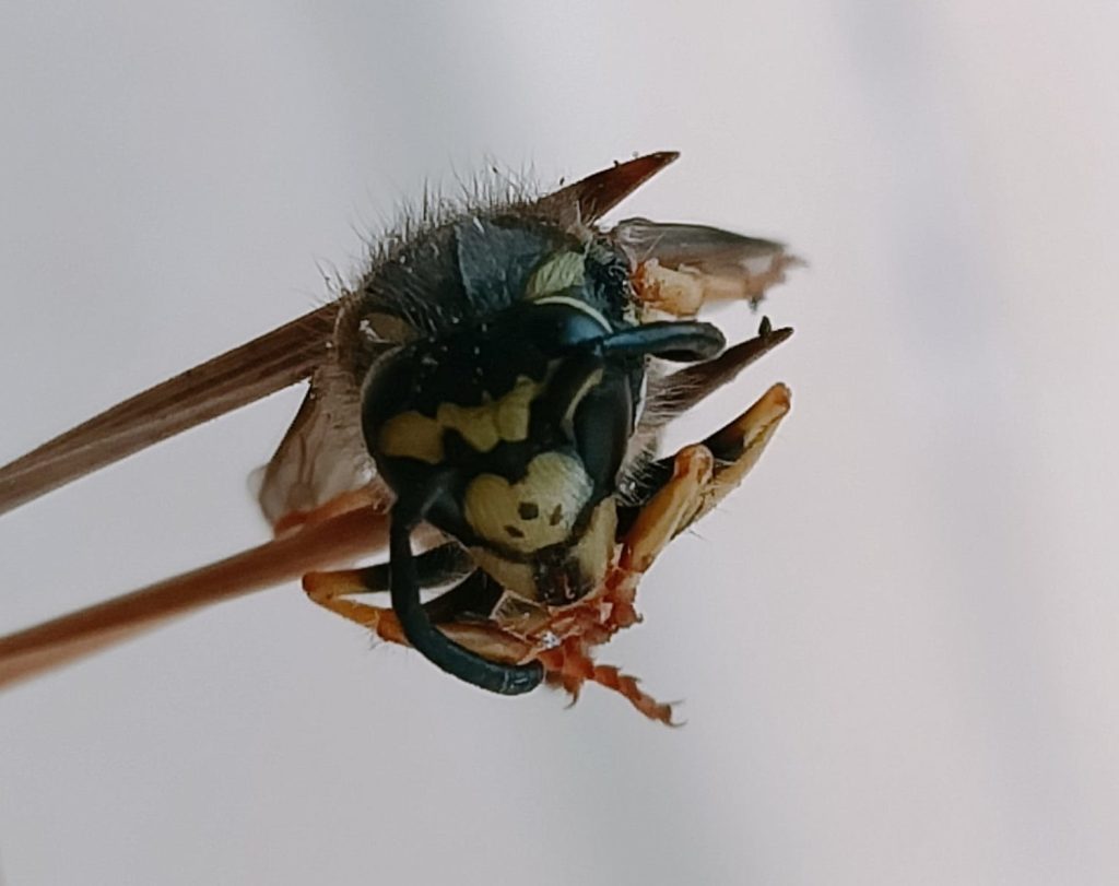 Imatge frontal de la vespa germànica amb els tres punts negres que la caracteritzen.